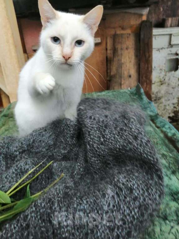 Кошки в Гагарине: В добрые руки, 100 руб. - фото 1