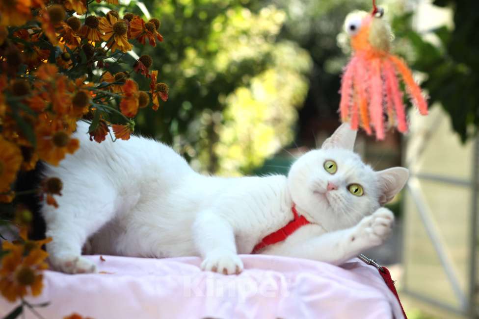 Кошки в Москве: Белоснежная кошечка в добрые руки  Девочка, Бесплатно - фото 8