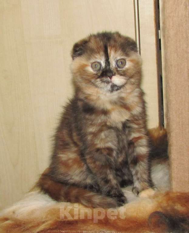 Кошки в Санкт-Петербурге: шотландская кошечка черная черепаха Девочка, Бесплатно - фото 4