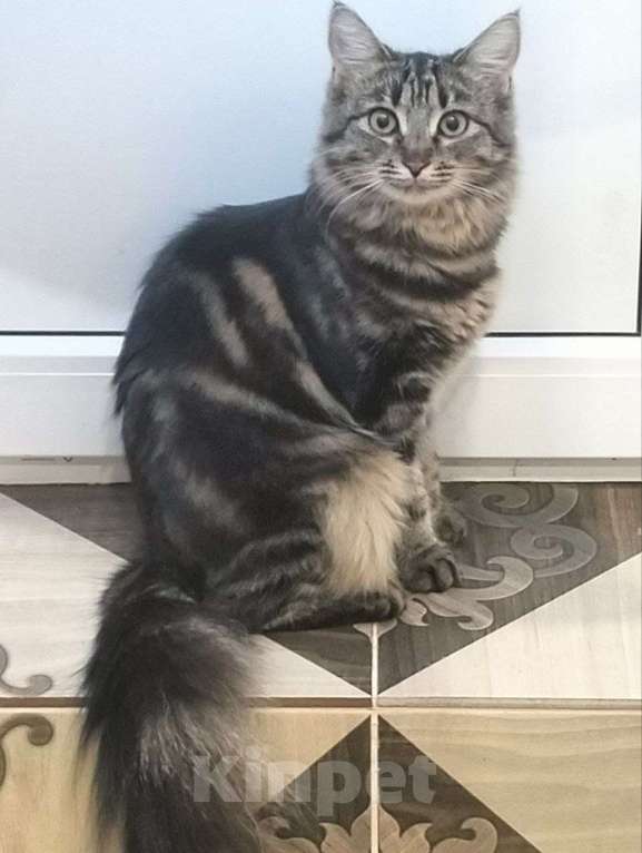 Кошки в Москве: Очень красивые котята (5 мес.) в добрые руки Девочка, Бесплатно - фото 6