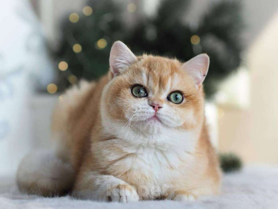 Кошки в Москве: Красивая британская кошечка Девочка, 25 000 руб. - фото 5