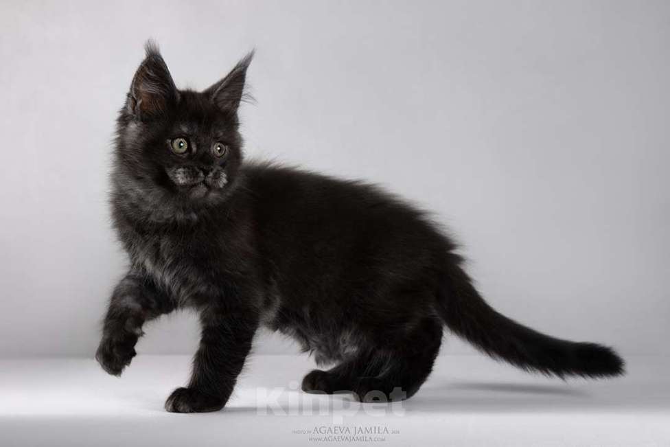 Кошки в Москве: Мейн-кун Зорро сладкий пирожок Мальчик, 105 000 руб. - фото 5