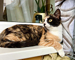 Кошки в Москве: Трёхцветная котенок Майя в добрые руки Девочка, 1 руб. - фото 7