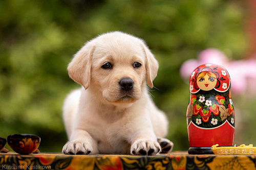 Объявление: Палевый щенок Лабрадора от родителей Чемпионов, Бесплатно, Москва