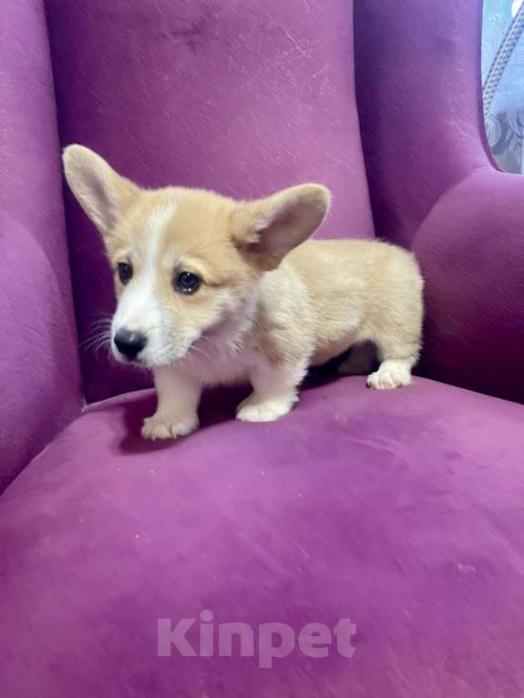 Собаки в Москве: Мальчик 2 Мальчик, 35 000 руб. - фото 1