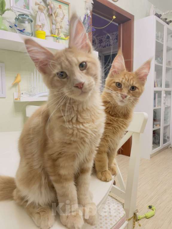 Кошки в Чайковском: Мальчик Мейн кун. MCO окрас - e 09 кремовый с белым Мальчик, 45 000 руб. - фото 5