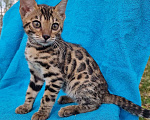 Кошки в Барнауле: Котенок подросток - маленький леопард Девочка, 15 000 руб. - фото 4