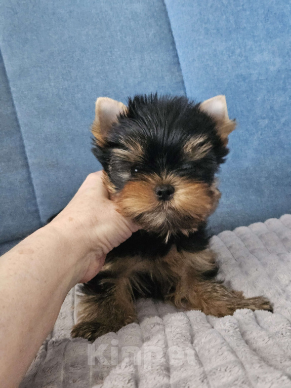 Собаки в Москве: Мальчик йорка Мальчик, 70 000 руб. - фото 8
