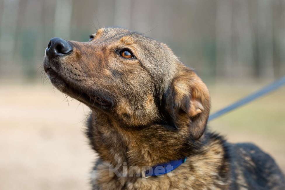 Собаки в Москве: Люсьен. Красавец пес из приюта Мальчик, Бесплатно - фото 4