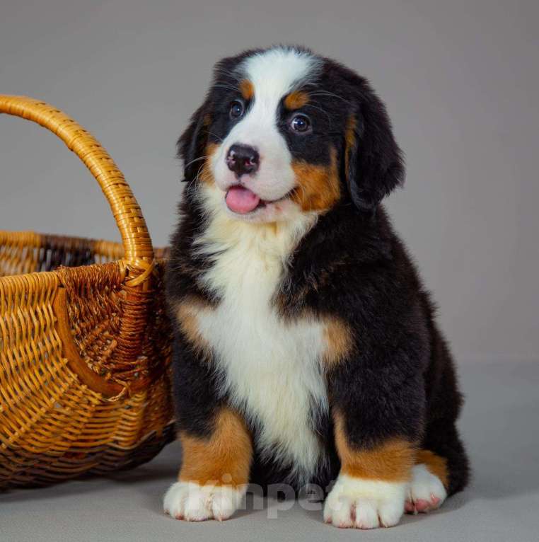 Собаки в Богдане: Щенки бернского зенненхунда Девочка, 80 000 руб. - фото 2