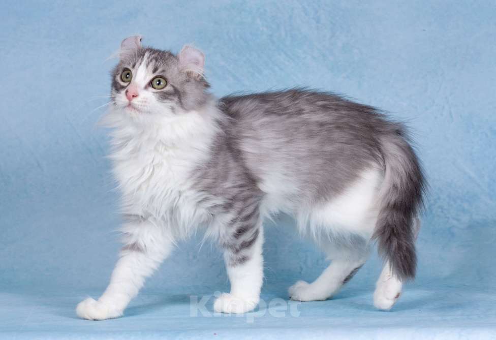 Кошки в Москве: Американский кёрл Девочка, Бесплатно - фото 2