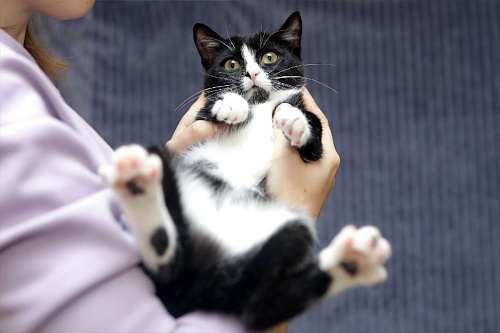 Особенная Василиса в добрые руки