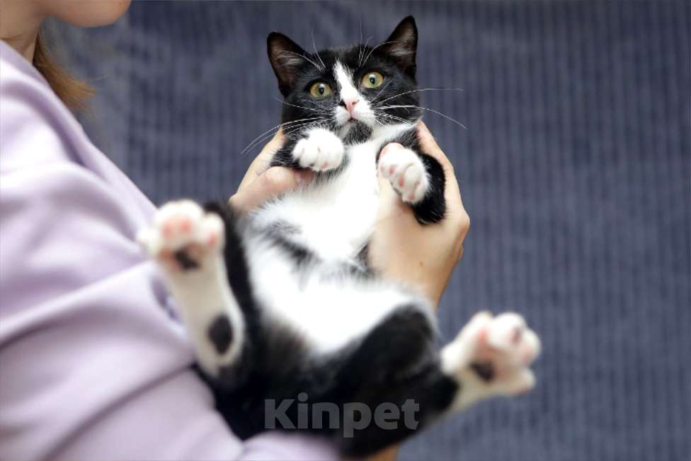 Кошки в Санкт-Петербурге: Особенная Василиса в добрые руки Девочка, Бесплатно - фото 1