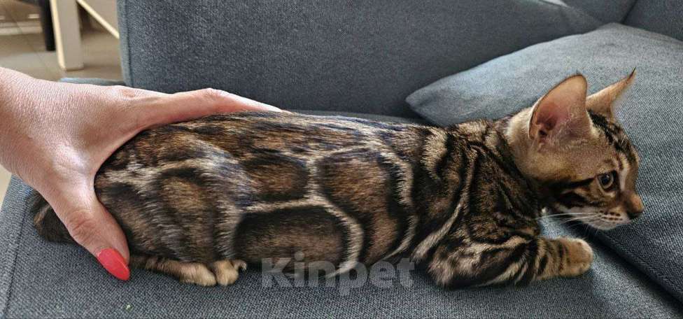 Кошки в Кирове: Бенгальский котенок Мальчик, Бесплатно - фото 2