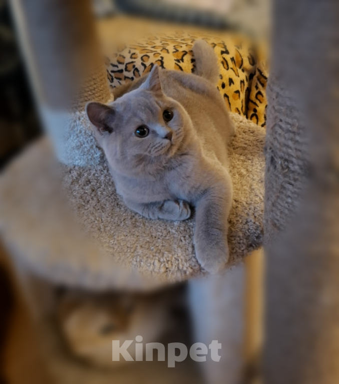 Кошки в Санкт-Петербурге: Лиловый красавец. Мальчик, 35 000 руб. - фото 4