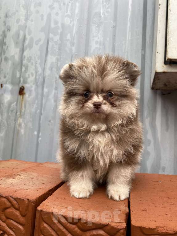 Собаки в Перми: Померанский шпиц от чемпиона с документами  Мальчик, 40 000 руб. - фото 8