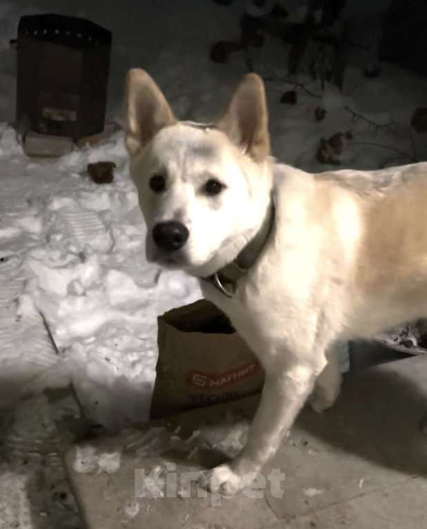 Собаки в других городах Ленинградской области: Активный, дружелюбный, ласковый пес ищет хозяина! Мальчик, Бесплатно - фото 5
