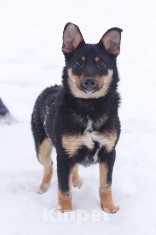 Собаки в Москве: Юна, Активная маленькая девочка в поисках дома, 11 мес. Девочка, 1 руб. - фото 3