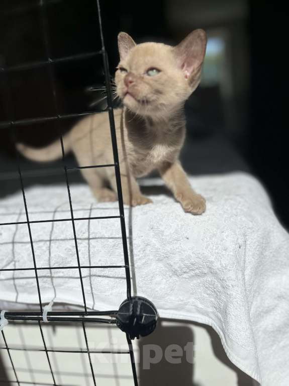 Кошки в Казани: Девчонки Бурмы Девочка, 50 000 руб. - фото 10