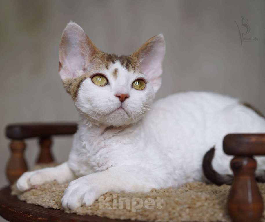 Кошки в Москве: Девон-рекс Мальчик арлекин Мальчик, Бесплатно - фото 3