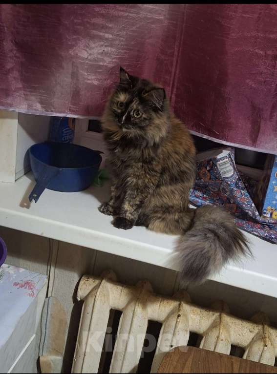 Кошки в Щигре: Кошечка Мотильда (Мотя) Девочка, 5 000 руб. - фото 2