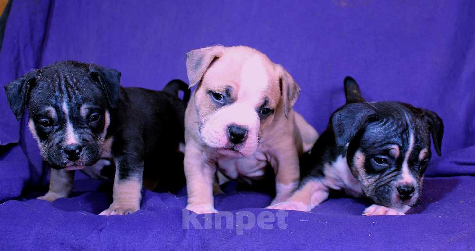 Собаки в Череповце: Растут малыши Разнополые, 80 000 руб. - фото 3