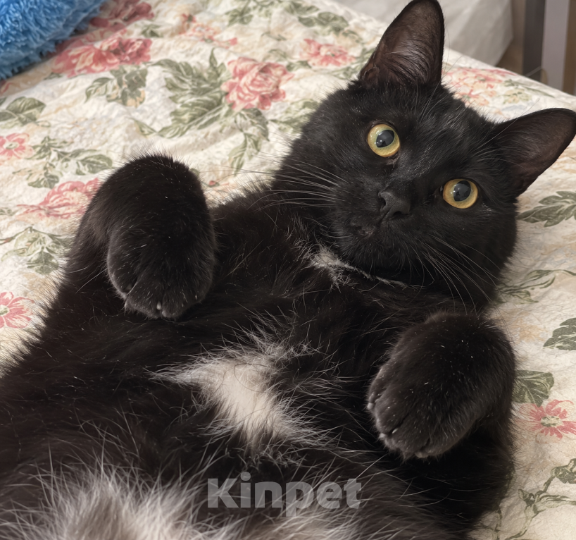 Кошки в Москве: Котик ждёт вас Мальчик, Бесплатно - фото 3