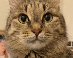 Кошки в Казани: Нашу кошку в добрые руки Девочка, Бесплатно - фото 1