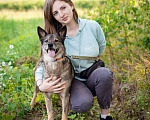 Собаки в Троицке: Небольшая, весёлая девчушка в поисках дома Девочка, Бесплатно - фото 3