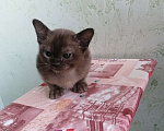Кошки в Воронеже: Мальчик Мальчик, 15 000 руб. - фото 1