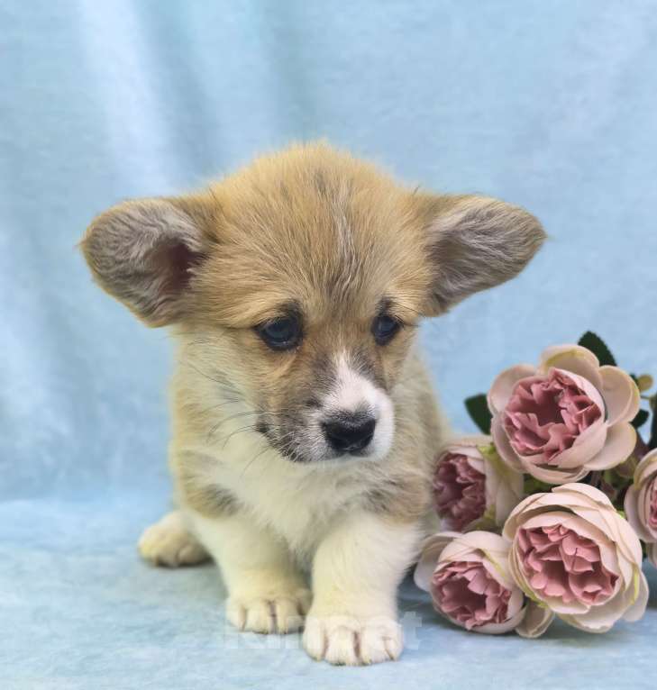 Собаки в Москве: Вельш корги пемброк девочка Девочка, 60 000 руб. - фото 6