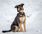Собаки в Ногинске: Кузька - маленький песик в дар Мальчик, Бесплатно - фото 2