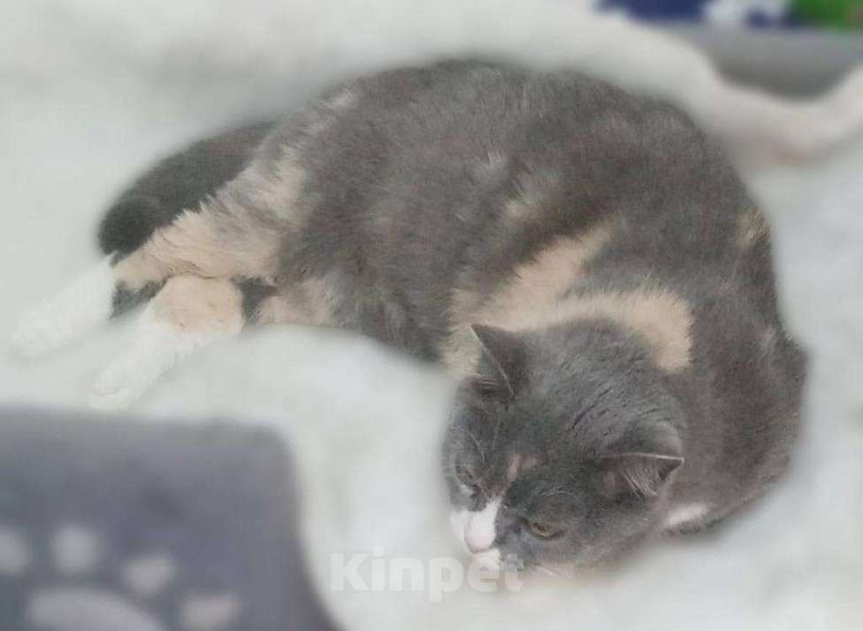 Кошки в Москве: Фенюша, 4 года —круглолицая леди с янтарными глазами.  Девочка, Бесплатно - фото 2