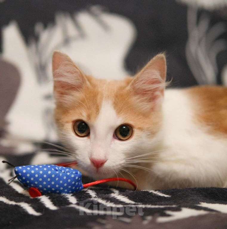 Кошки в Москве: Маленький бело-рыжий котик в поисках своей семьи 🤍 Мальчик, Бесплатно - фото 3