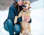 Собаки в Солнечногорске: В добрые руки Мальчик, Бесплатно - фото 4