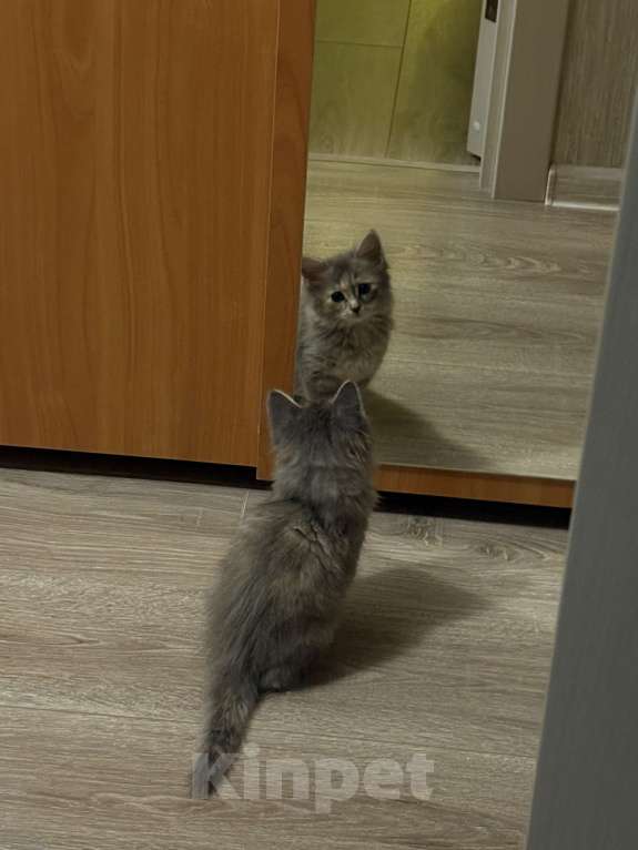 Кошки в Екатеринбурге: Котенок в добрые руки  Девочка, 1 руб. - фото 1