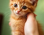 Кошки в Санкт-Петербурге: Котята в добрые руки Мальчик, Бесплатно - фото 1