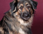 Собаки в Москве: Идеальный семейный пес Леон в добрые руки Мальчик, Бесплатно - фото 4