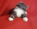 Кошки в Шахунье: Питомник предлагает котят мейн-кун, 1 руб. - фото 8