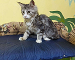 Кошки в Ливны: Котята мейн кун, 15 000 руб. - фото 1