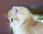 Кошки в Мытищах: Британские золотые шиншиллы Мальчик, 40 000 руб. - фото 3