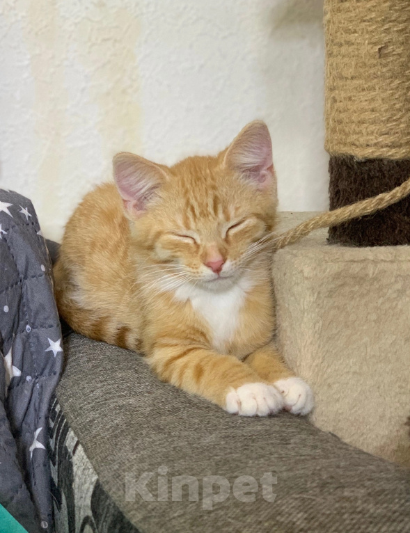 Кошки в Санкт-Петербурге: Котенок Мальчик, Бесплатно - фото 2