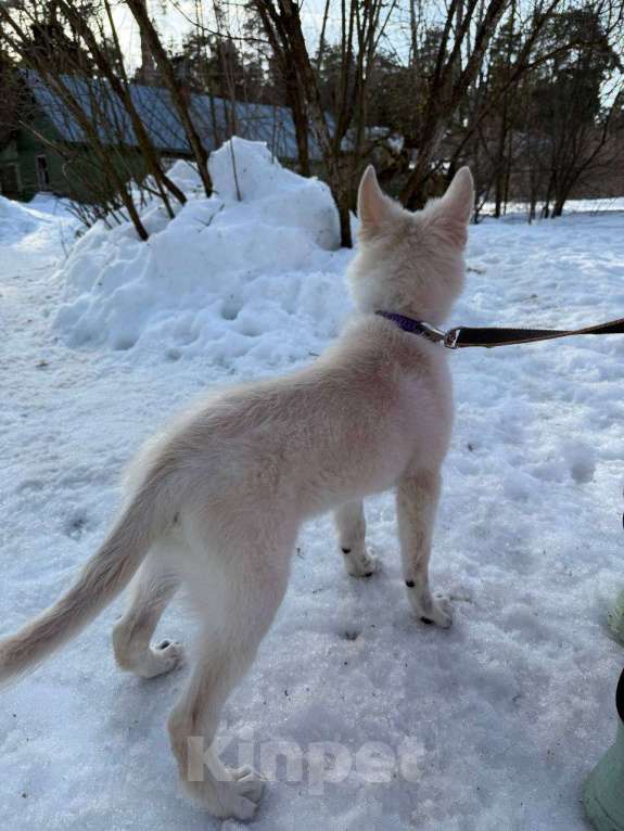 Собаки в Красногорске: Малышка Николь 3,5 месяца в добрые руки Девочка, Бесплатно - фото 7
