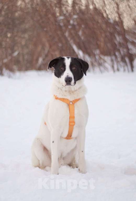Собаки в Москве: Позитивный и общительный Макс в добрые руки Мальчик, Бесплатно - фото 7