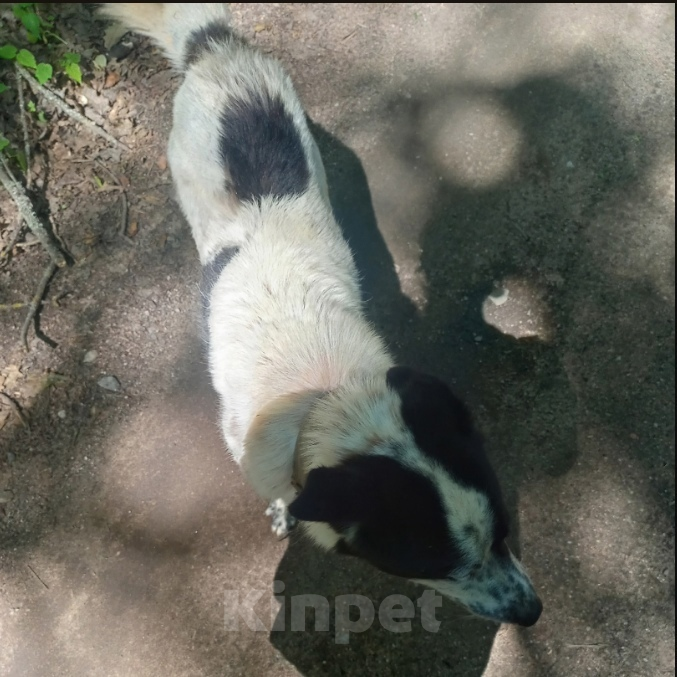 Собаки в Великом Луке: Кто потерял собаку? Мальчик, Бесплатно - фото 2