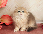 Кошки в Донецке: Британский длинношерстный котенок BLH ay 12 Девочка, 50 000 руб. - фото 3
