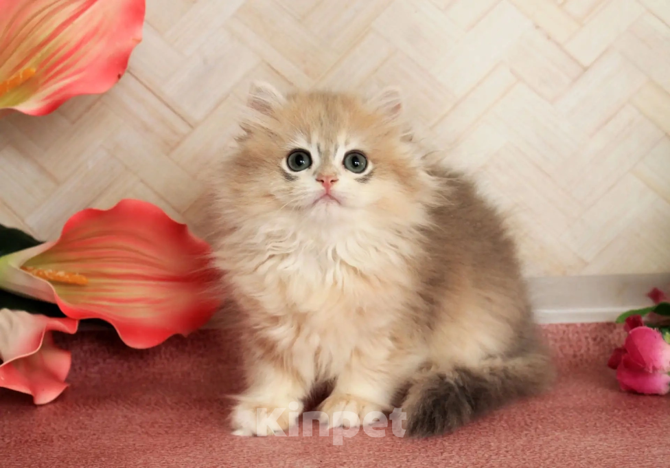 Кошки в Донецке: Британский длинношерстный котенок BLH ay 12 Девочка, 50 000 руб. - фото 3