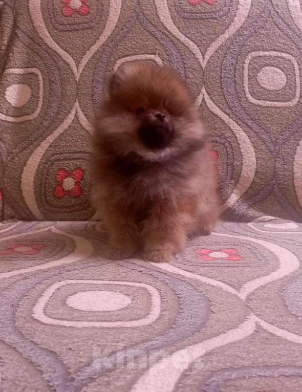 Собаки в Омске: Варечка Девочка, 35 000 руб. - фото 1