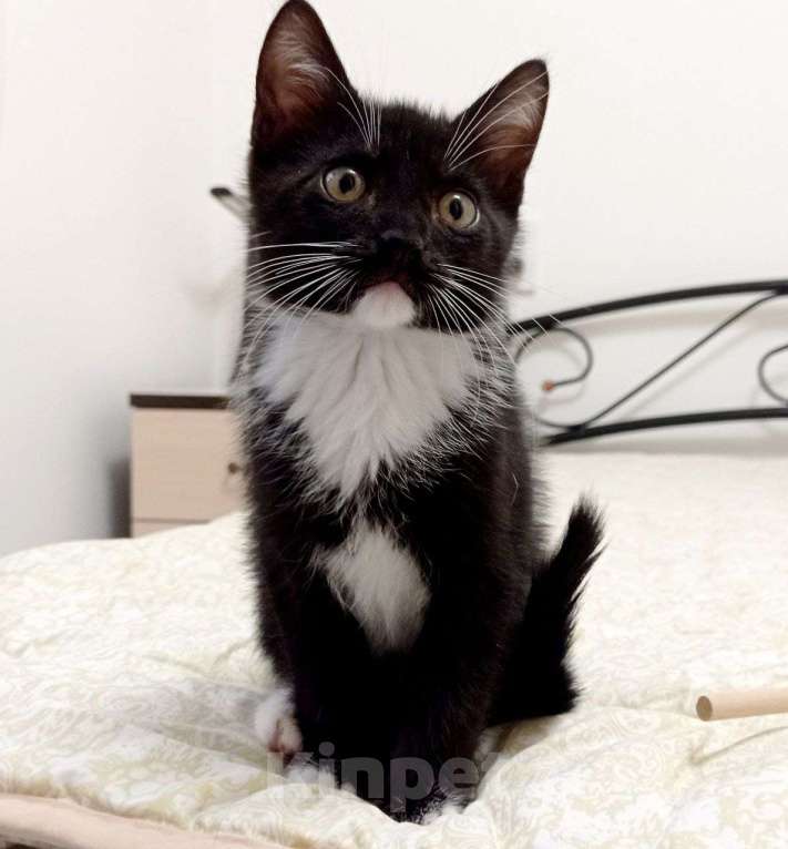 Кошки в Тюмени: Милейший котенок в дар. Кастрирован Мальчик, Бесплатно - фото 4