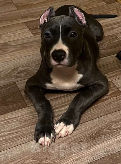 Собаки в Мурманске: Американский булли Девочка, Бесплатно - фото 5